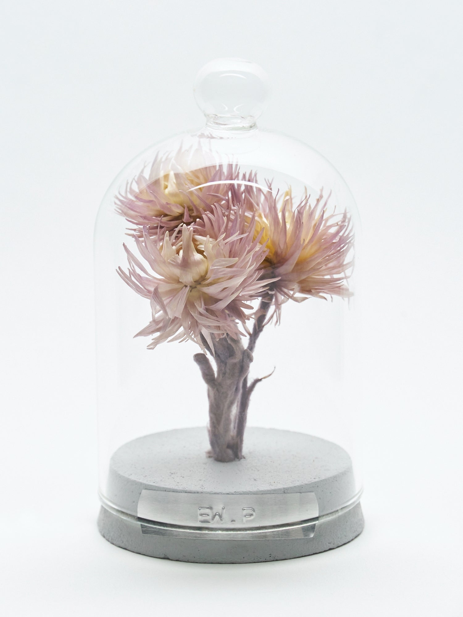 order-made specimen dome arrangement 