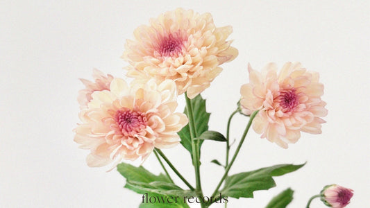 Vol.07 —  Chrysanthemum