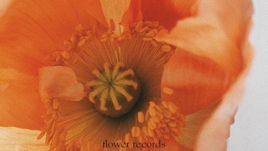 Vol.01 —  Iceland poppy