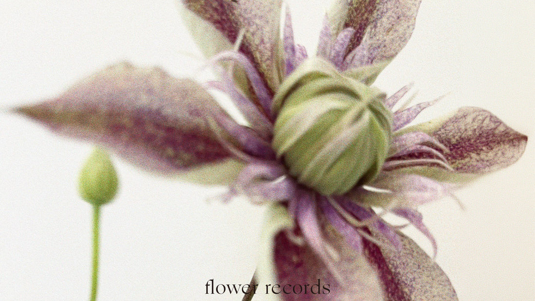 Vol.03 — Clematis