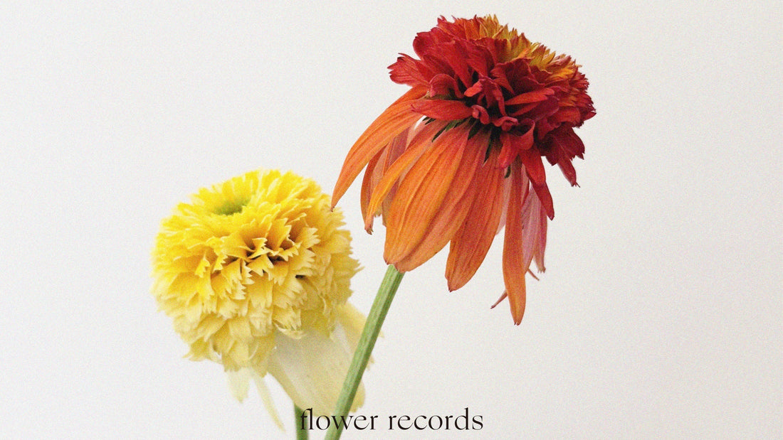 Vol.06 —   Echinacea