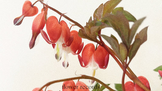 Vol.04 —  Bleeding heart