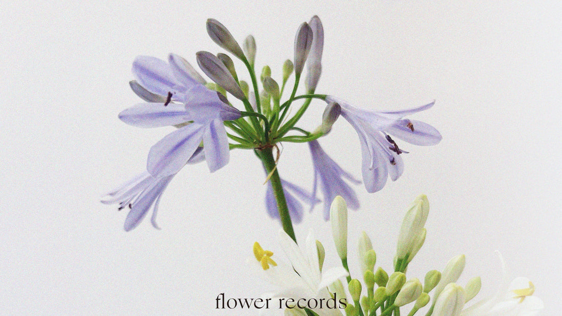 Vol.05 —  Agapanthus