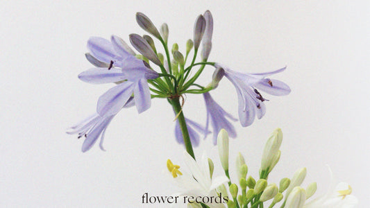Vol.05 —  Agapanthus