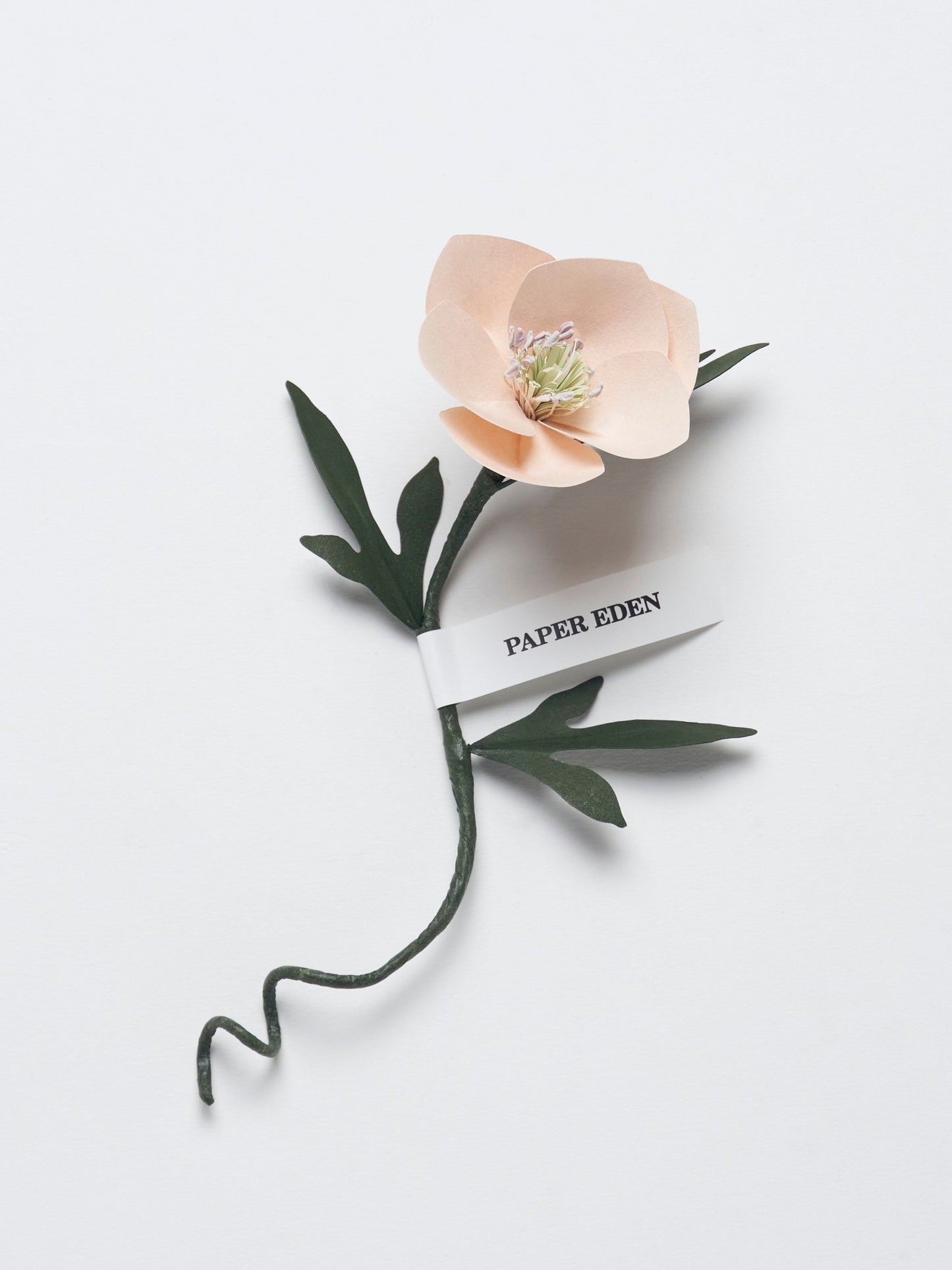 PAPER EDEN: Christmas rose