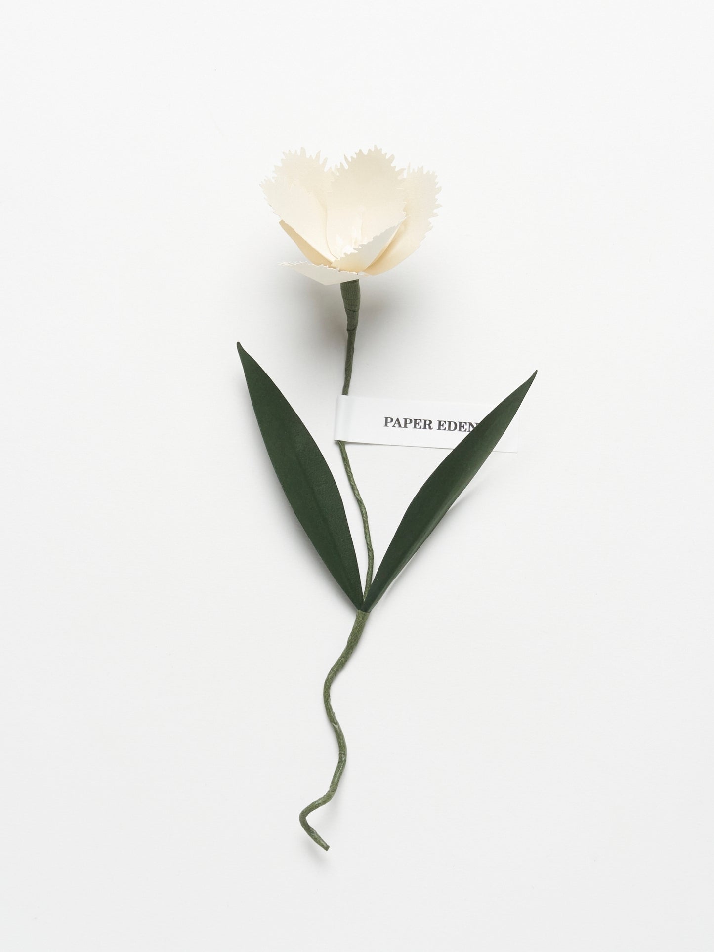 PAPER EDEN:Tulip