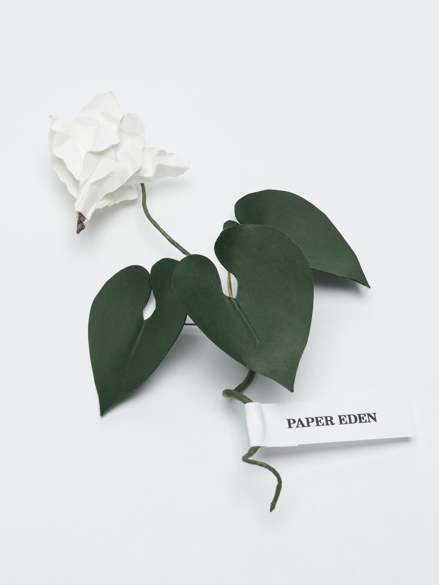 PAPER EDEN: Cyclamen