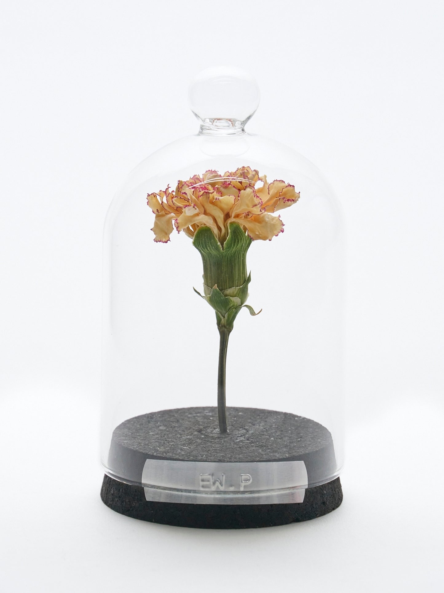 【mother's day】specimen dome "carnation"