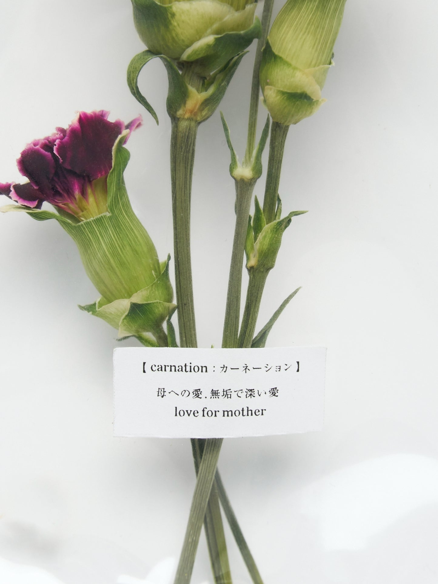 【mother's day】POST FLOWER "carnation ver."