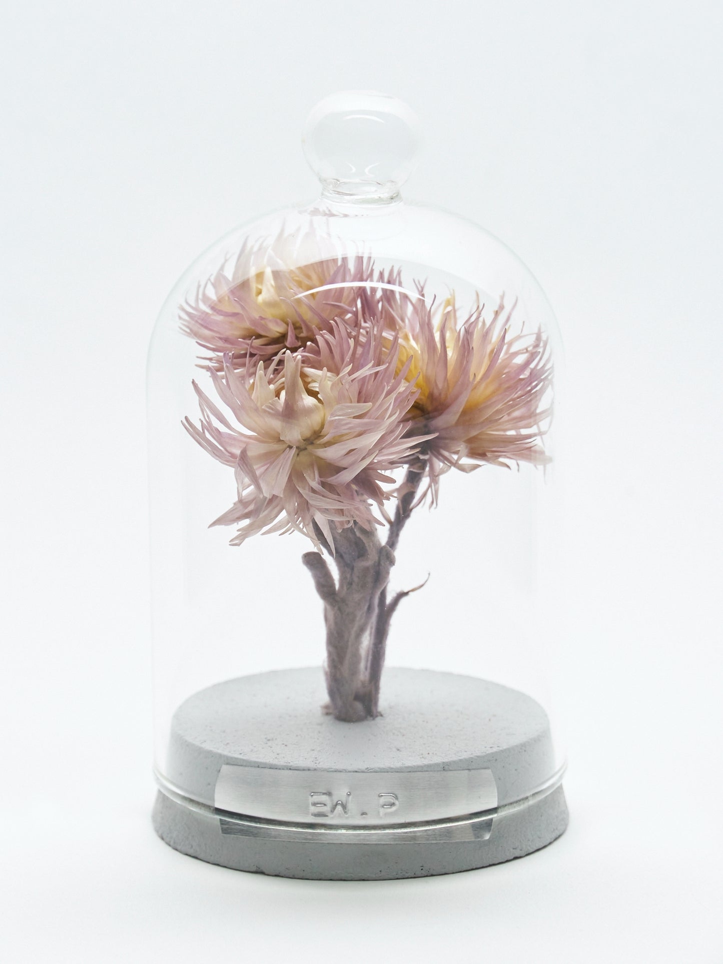 order-made specimen dome arrangement "2026 Autumn"
